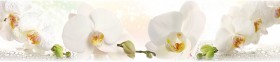 Кухонный фартук КМ 155 Орхидея Капли Цветы в Среднеколымске - srednekolymsk.katalogmebeli.com | фото