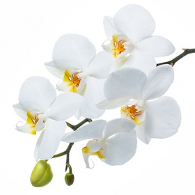 Стол обеденный Танго белый/Орхидея в Среднеколымске - srednekolymsk.katalogmebeli.com | фото 3